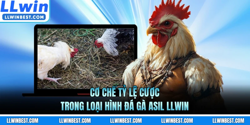 Cơ chế tỷ lệ cược trong loại hình đá gà Asil LLWIN 