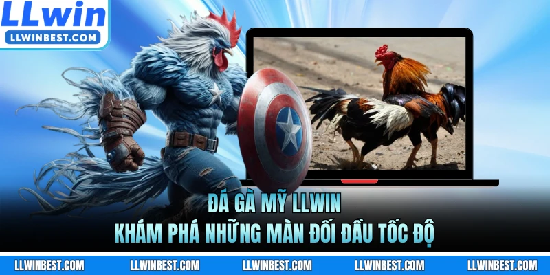 Đá Gà Mỹ LLWIN - Khám Phá Những Màn Đối Đầu Tốc Độ