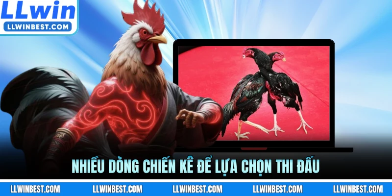 Nhiều dòng chiến kê để lựa chọn thi đấu