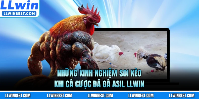 Những kinh nghiệm soi kèo khi cá cược đá gà Asil LLWIN