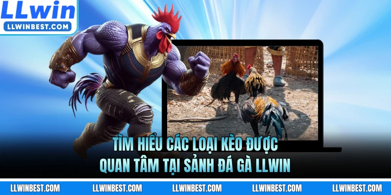 Tìm hiểu các loại kèo được quan tâm tại sảnh đá gà LLWIN